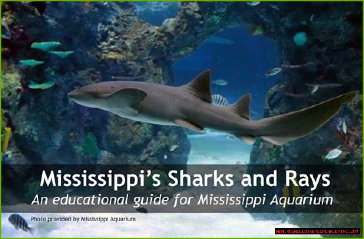 Mississippi’s Sharks and Rays | Mississippi State University Extension Service